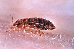 Chinche de cama como insecto parásito