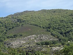 Ejemplares de Quercus pyrenaica