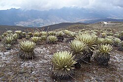 Paisaje de páramo en el estado Mérida, Venezuela, con presencia de Espeletia