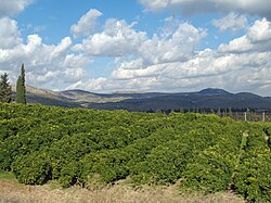 Plantación de limoneros en la Alta Galilea