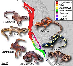 Salamandra Ensatina eschscholtzii