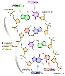 Estructura química esquemática del ADN