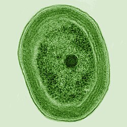 Prochlorococcus bacteriano