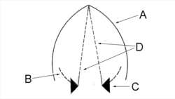 Diagrama de la glotis
