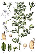 Ilustración de lenteja