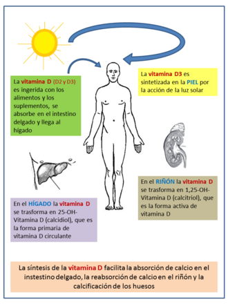 Esquema general de las rutas metabólicas de la vitamina D en el cuerpo humano.
