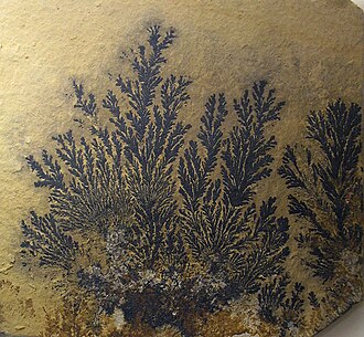 Pseudofósil: dendritas de pirolusita