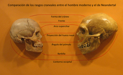 Comparación craneal entre Homo sapiens y Homo neanderthalensis