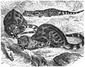Ilustración histórica de Gustav Mützel