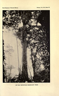 Árbol de caoba situado en el bosque de Kannavam, Kerala.