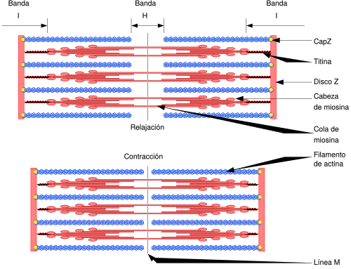 Esquema del mecanismo de contracción
