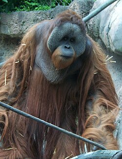 Orangután de Borneo en su hábitat