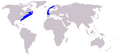 Mapa de distribución de la ballena franca boreal del Atlántico.