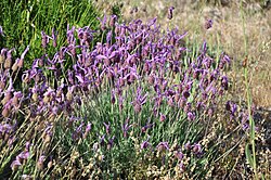 Lavandula pedunculata subsp. pedunculata en la Sierra de Ávila