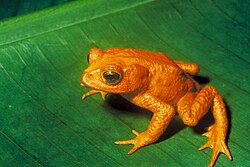 Sapo dorado