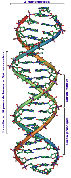Estructura general de una sección de ADN.