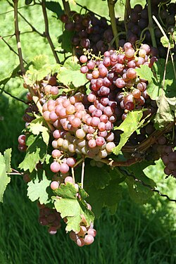 Una versión tinta de la gutedel o chasselas.