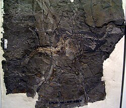Espécimen del trodóntido Jinfengopteryx elegans