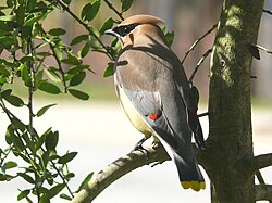 Ejemplar de Bombycilla cedrorum