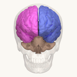 Vista superior del cerebro humano mostrando la división interhemisférica.