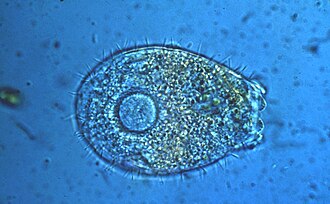 Euglypha