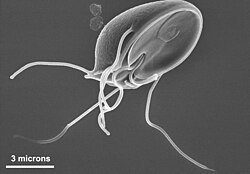 El flagelado Giardia, representado como un parásito intestinal.