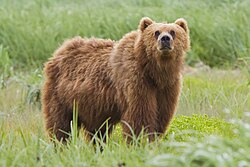Oso Kodiak en Alaska