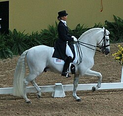 Caballo español realizando un passage