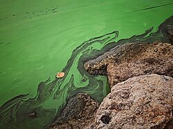 Impacto de la contaminación orgánica