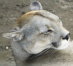 Detalle facial de un puma austral