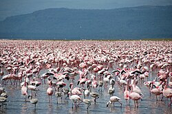 Colonia numerosa de flamencos en el Lago Nakuru