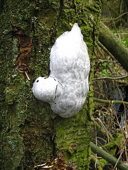 Ejemplar de Enteridium lycoperdon sobre superficie vegetal