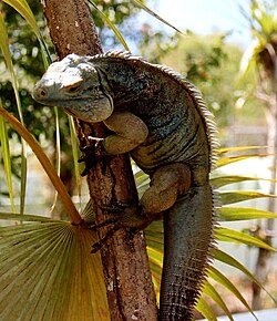 Iguana azul