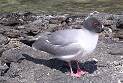 Gaviota de las Galápagos en el entorno insular