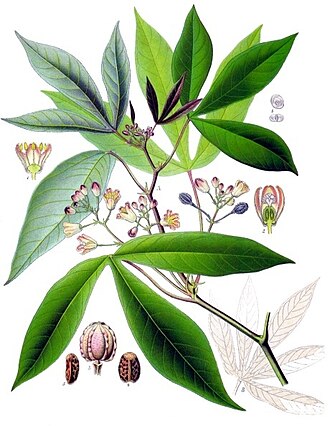 Esquema taxonómico y descripción general de la planta de yuca