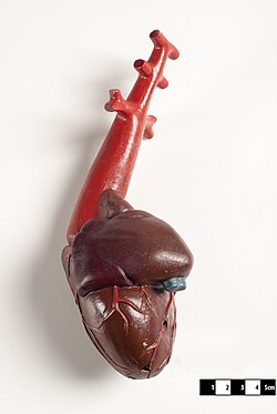 Modelo didáctico del corazón de los peces