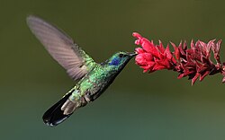 Colibrí verdemar libando néctar