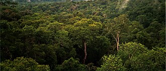 Paisaje de la selva amazónica en la región de Manaos.