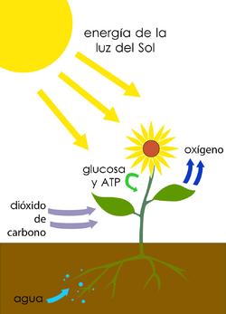 Representación esquemática de la fotosíntesis vegetal.