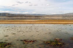 Flamencos en el lago Poopó