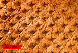 Tronco fosilizado de Lepidodendron