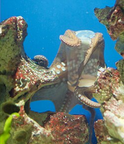 Pulpo abriendo un envase mediante el uso de sus brazos y ventosas.