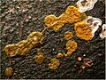 Plasmoides de Physarum polycephalum sobre sustrato