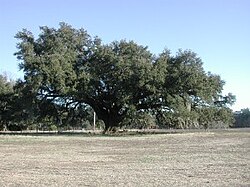 Un roble vivo de Carolina del Sur durante el invierno.