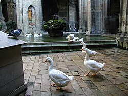 Ocas blancas en el claustro de la catedral