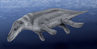 Esquema taxonómico y representación general del género Rodhocetus