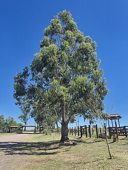 Eucalyptus sp. en plantación forestal en Brasil