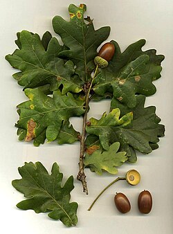 Hojas y frutos de Quercus robur