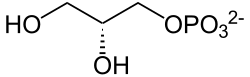 Derivado alfa-glicerol 3-fosfato