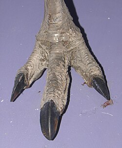 Detalle de la pata de un Rhea pennata pennata